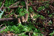 IMG_0930
