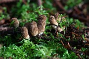IMG_0931
