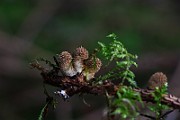IMG_0932