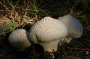 IMG_1636