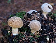 IMG_7693