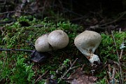 IMG_0919