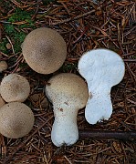 IMG_6218