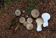 IMG_6219