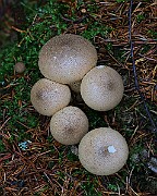 IMG_6225