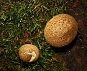 IMG_0790s