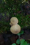 IMG_0794