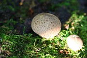 IMG_0795