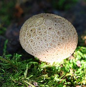 IMG_0795s