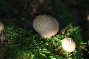 IMG_0796