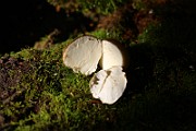 IMG_0798