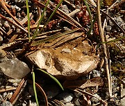 IMG_1025