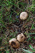 IMG_1801