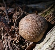 IMG_1982