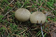 Lycoperdon pyriforme