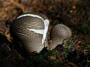 Lycoperdon umbrinum