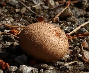 Scleroderma bovista
