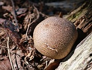 Scleroderma verrucosum