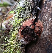 IMG_2214