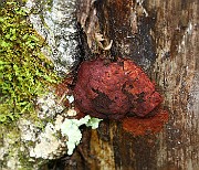 IMG_2225