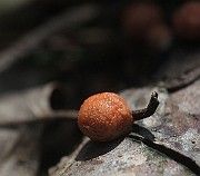 IMG_1109