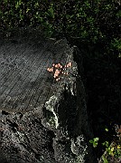 IMG_5474
