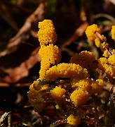 IMG_6115