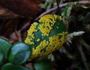 IMG_6118