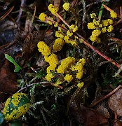 IMG_6119