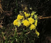 Fuligo septica