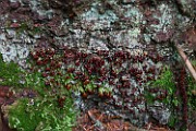 Leocarpus fragilis
