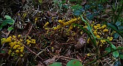 Trichia cf decipiens