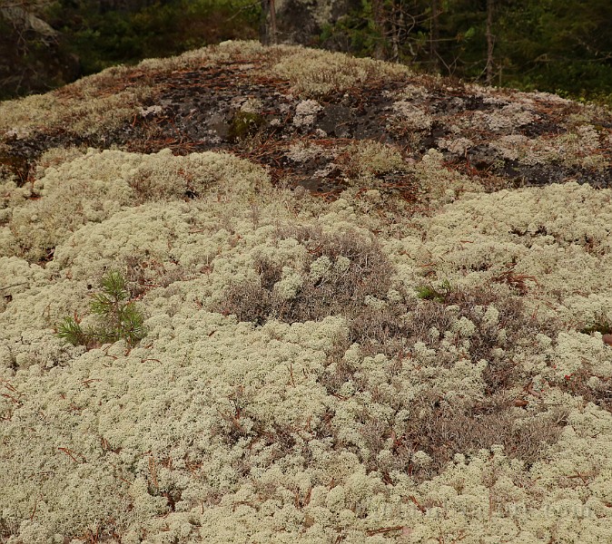 Lichen (IMG_0838).JPG