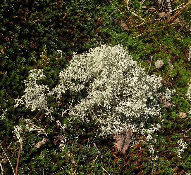 Lichen (IMG_6955).jpg