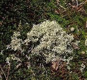 Lichen (IMG_6955)
