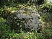 Lichen (IMG_7092)
