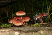 IMG_3716