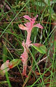 Exobasidium vaccinii-uliginosi