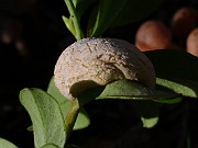 Exobasidium vacinii