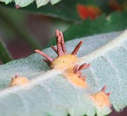Gymnosporangium cornutum