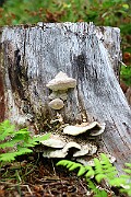 IMG_2228