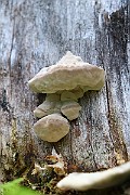 IMG_2229