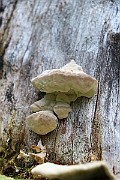 IMG_2230