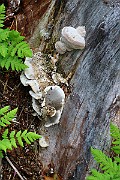 IMG_2233