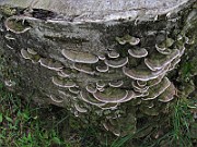 IMG_7771