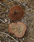 IMG_0619