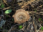 IMG_7610