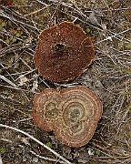Polypore2b