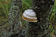 IMG_0927