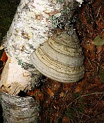 IMG_2203